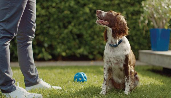 Cocker Spaniel is bought outside to its poop after owner hears how to get dog to stop eating poop