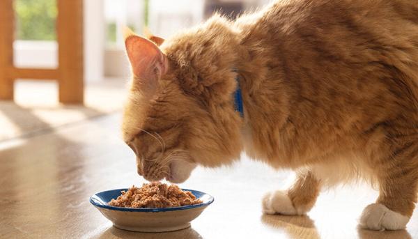 Ginger cat eating the best cat food for weight loss from a bowl on the floor Ginger cat eating the best cat food for weight loss from a bowl on the floor