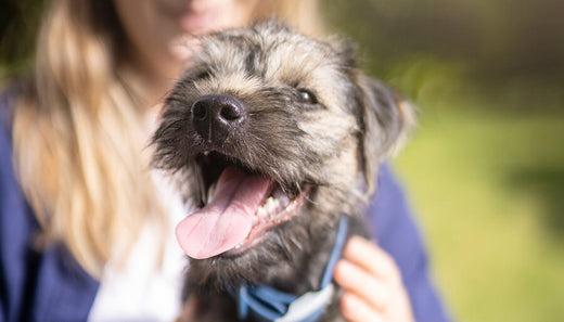 A photo of a dog bad breath with its mouth open A photo of a dog bad breath with its mouth open