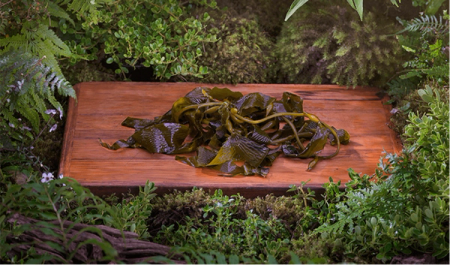 Organic kelp Organic kelp