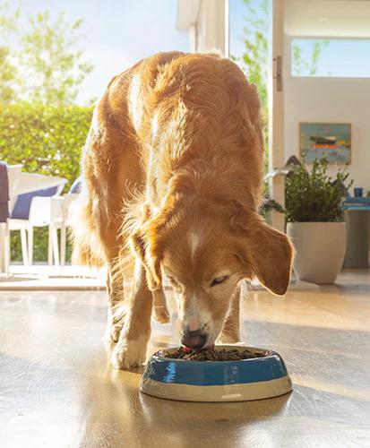 a dog is eating food from a blue bowl on the floor .