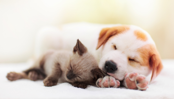 How fish oil can help puppies and kittens thrive How fish oil can help puppies and kittens thrive