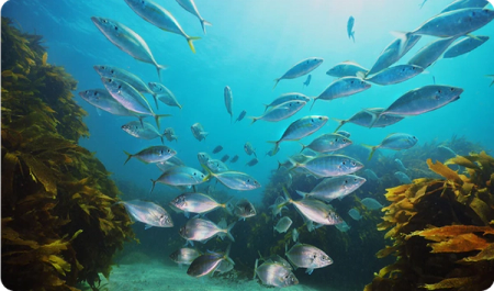 Wild-caught seafood