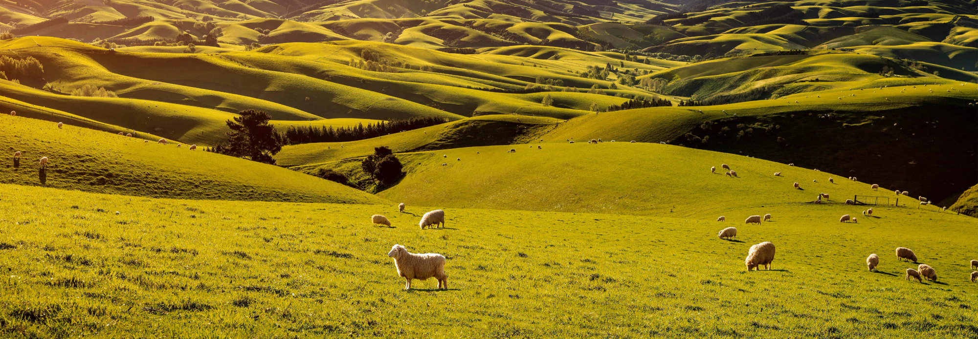 a lush green field with trees and hills in the background a lush green field with trees and hills in the background