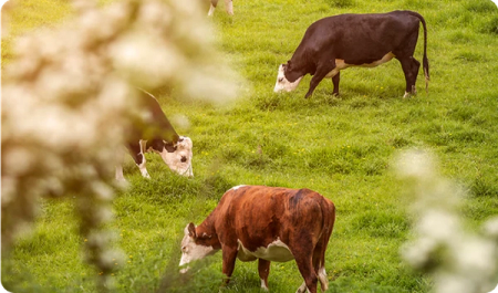 Grass-fed, grass-finished