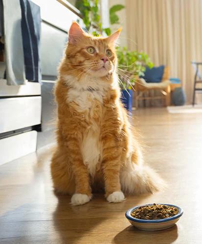 a cat is sitting on the floor next to a bowl of food .