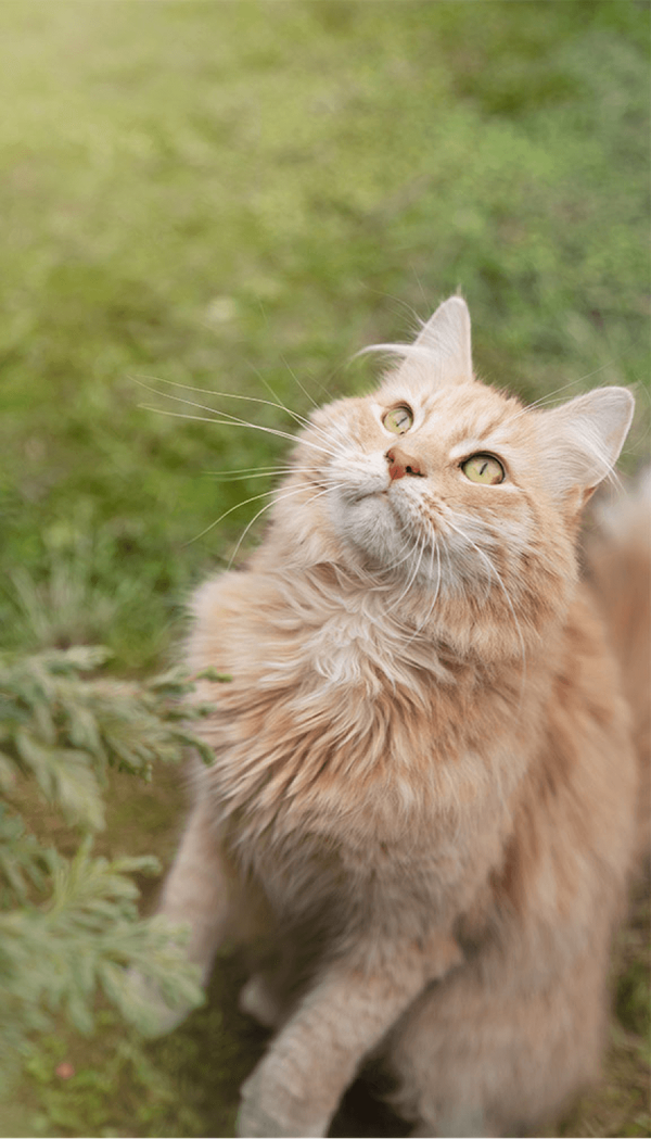 How to feed 2 How to feed 2