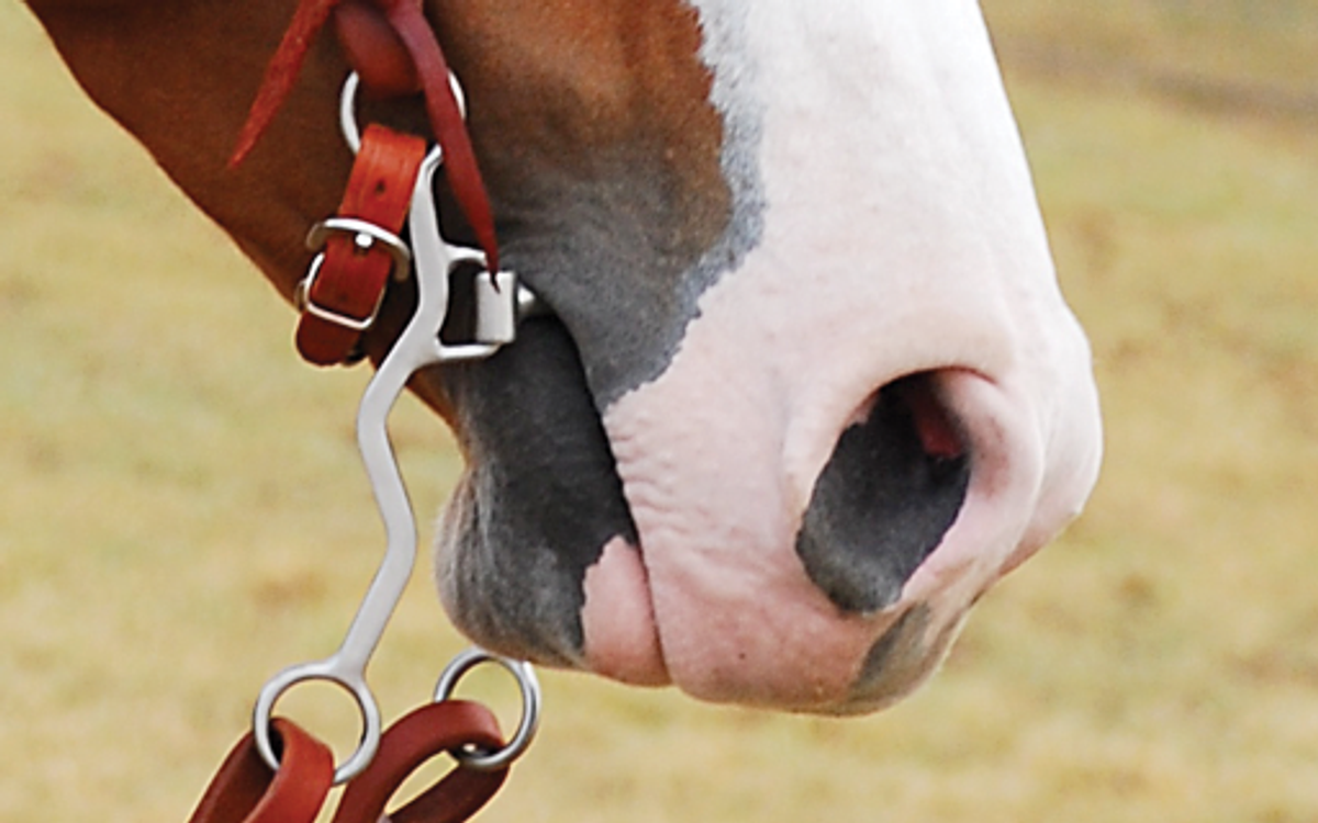 Comparison of snaffle and curb horse bits