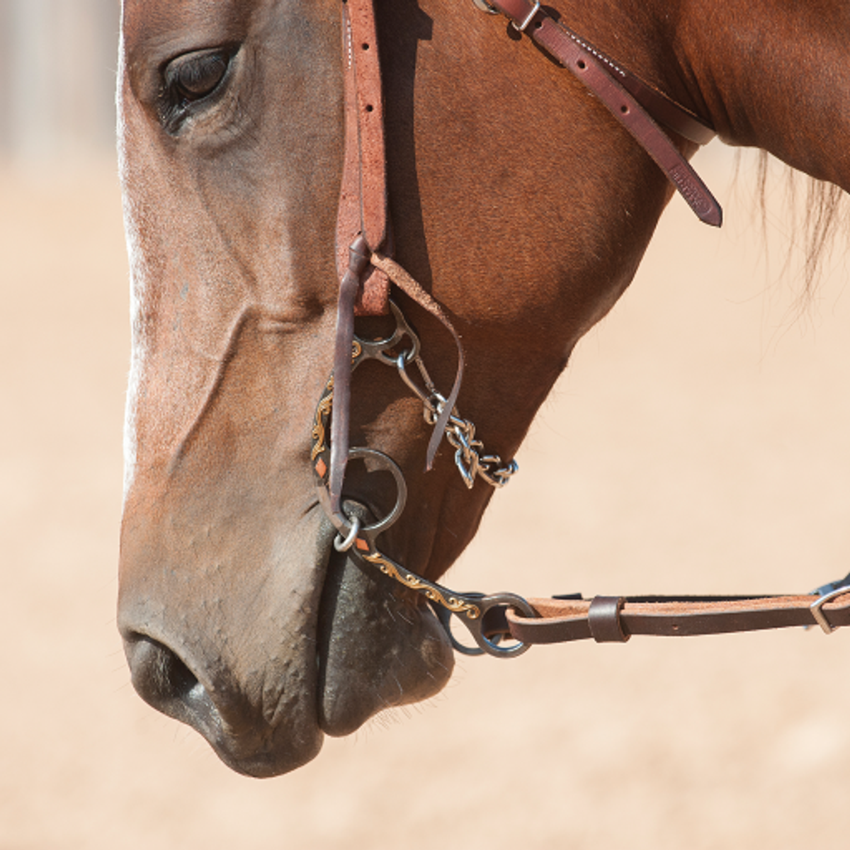 Sheri Cervi Diamond Short Shank Browned Iron Twisted Wire Snaffle with Curb Strap and Stainless Steel Curb Chain with Spring Snaps