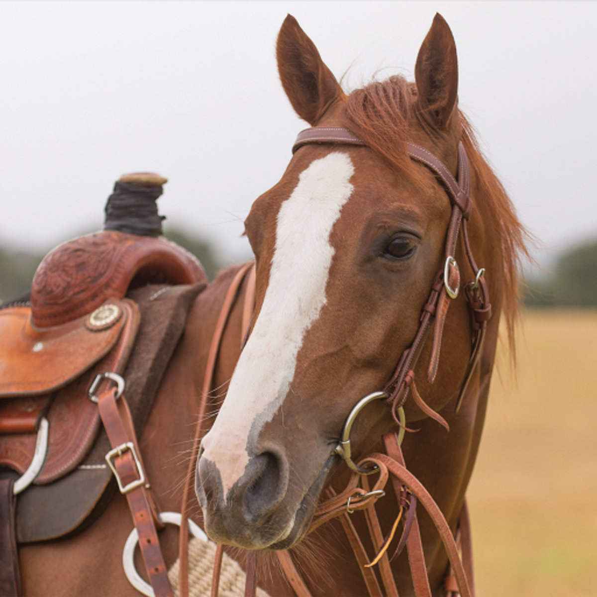 Classic Equine sliding ring snaffle with a Cowhorse Curb Strap