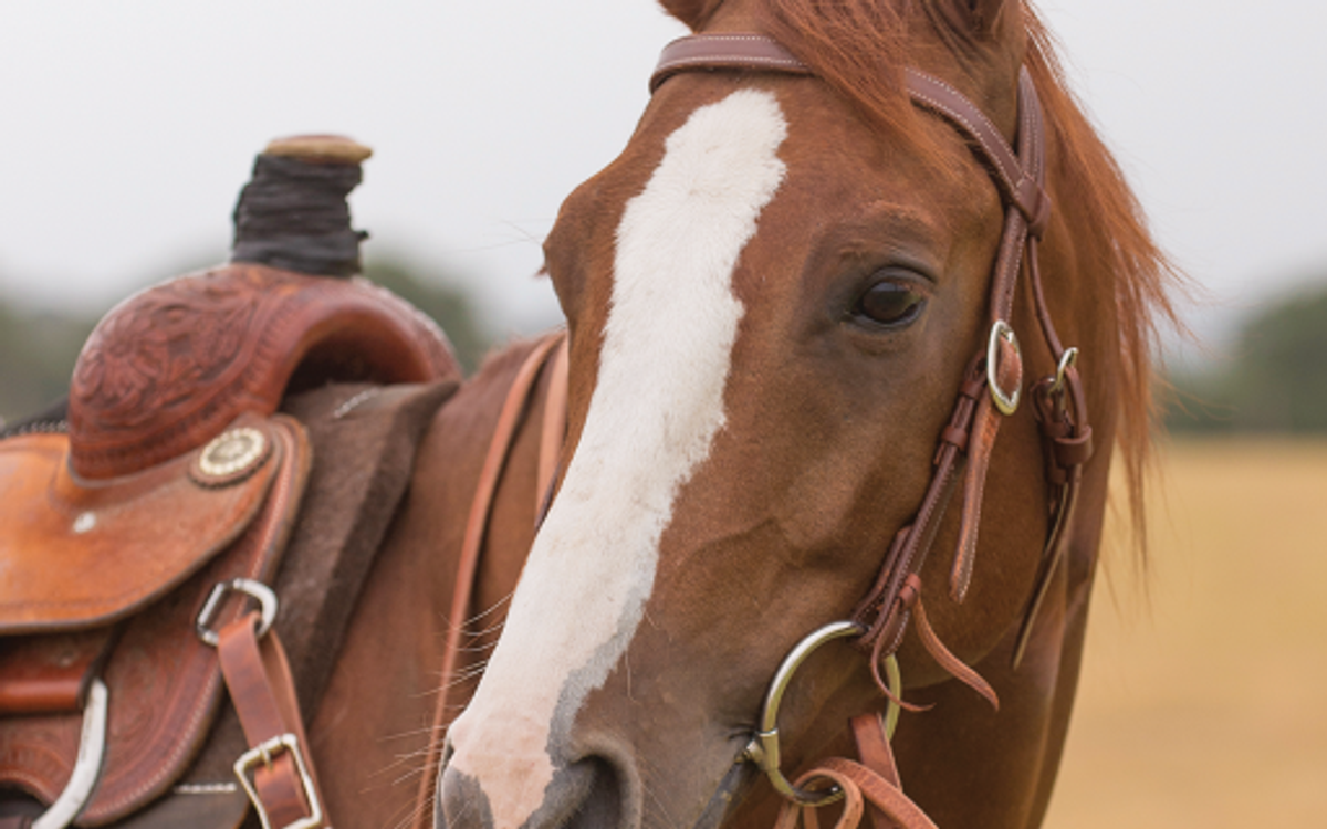 Horse Bit Trial- Because Finding the Right Bit is Complicated!