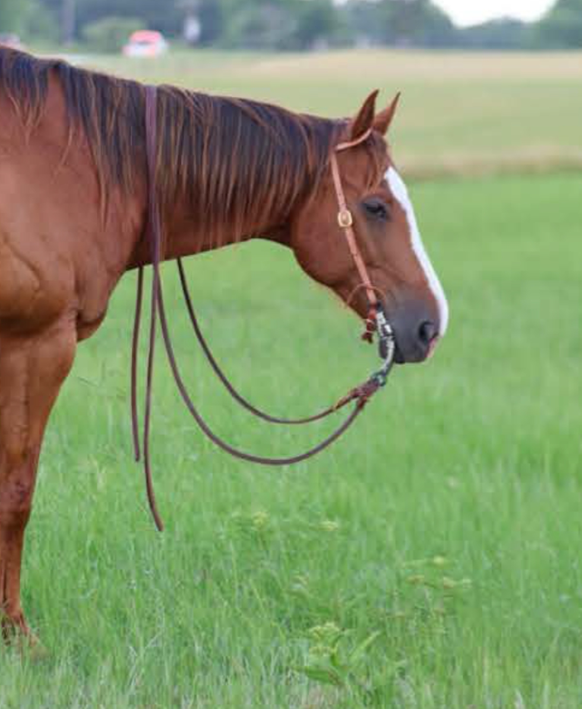 Horse standing quietly with a correctly fitted bit