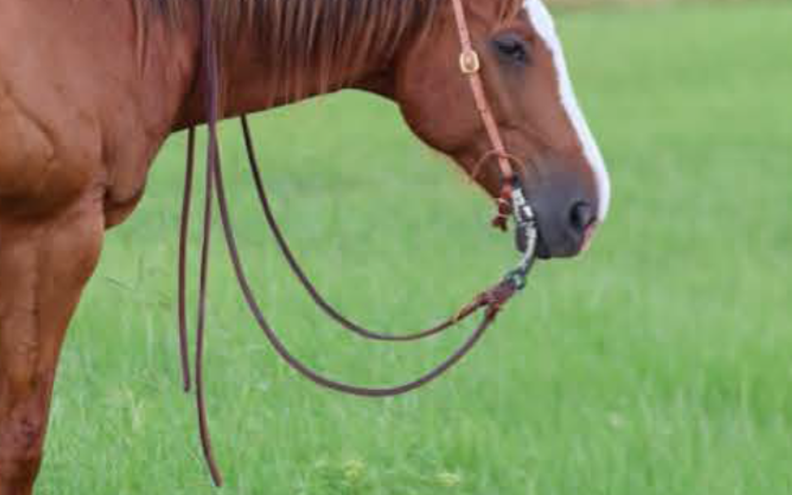 Horse standing quietly with a correctly fitted bit