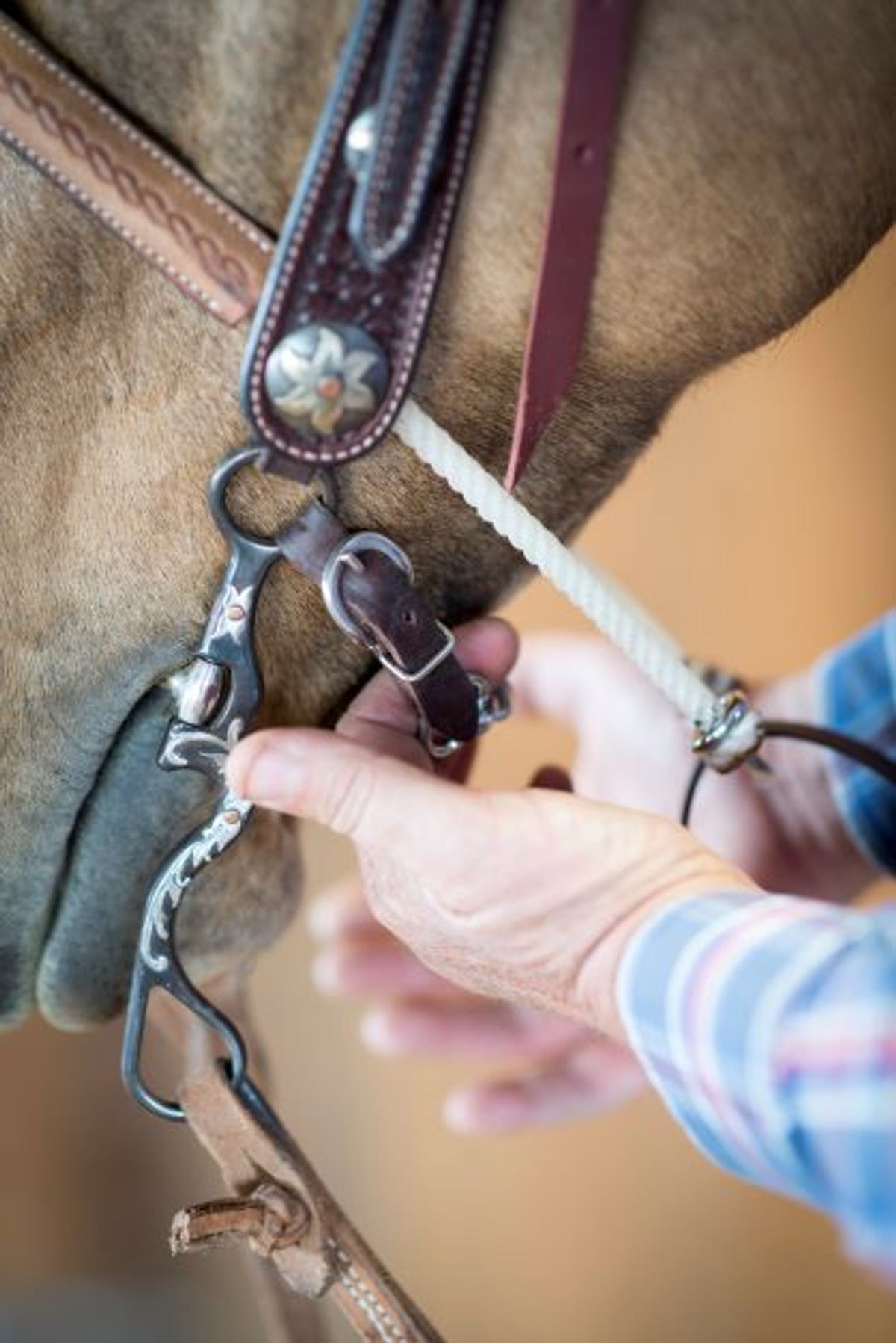 Correct horse bit fit in the mouth