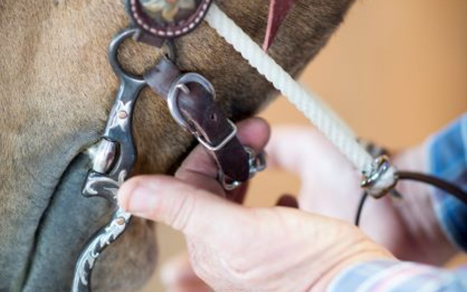 Correct horse bit fit in the mouth