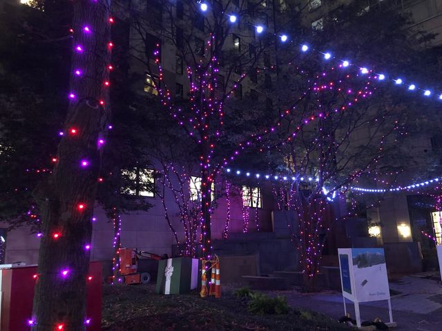 Trees wrapped in purple and red lighting in a courtyard