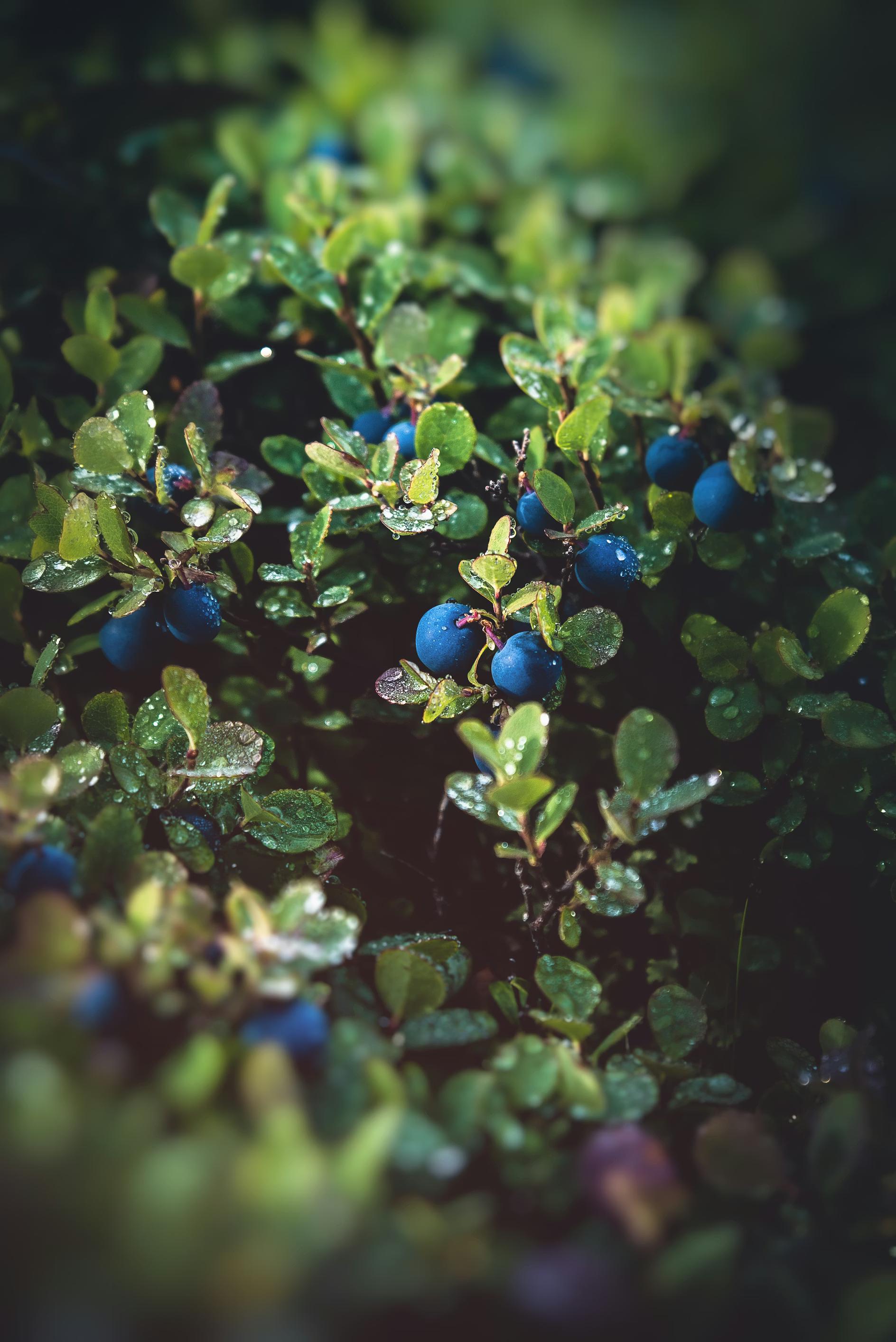 Blaubeeren