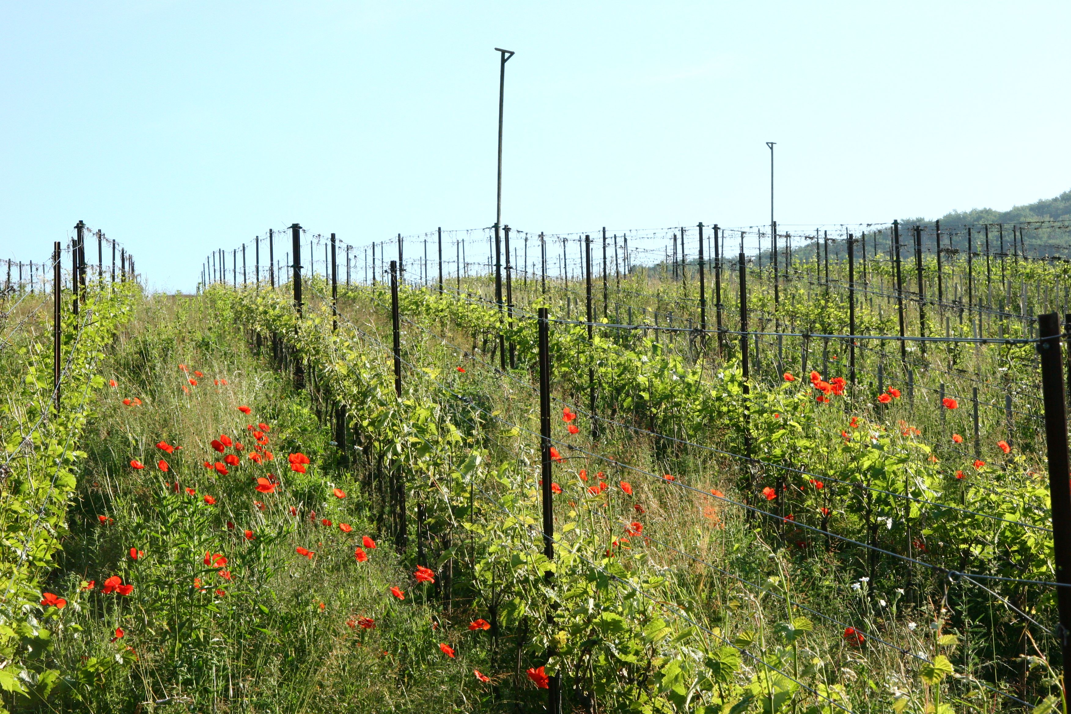 Biodiversität in den Reben