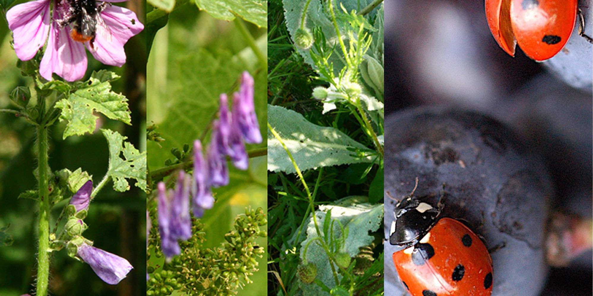 Fotomontage NaturWein