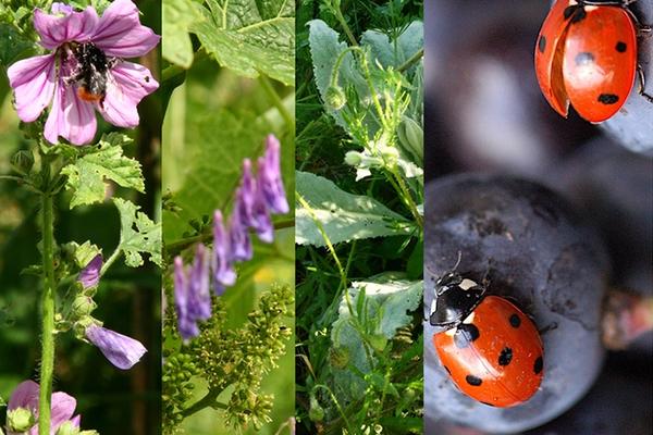 Fotomontage NaturWein