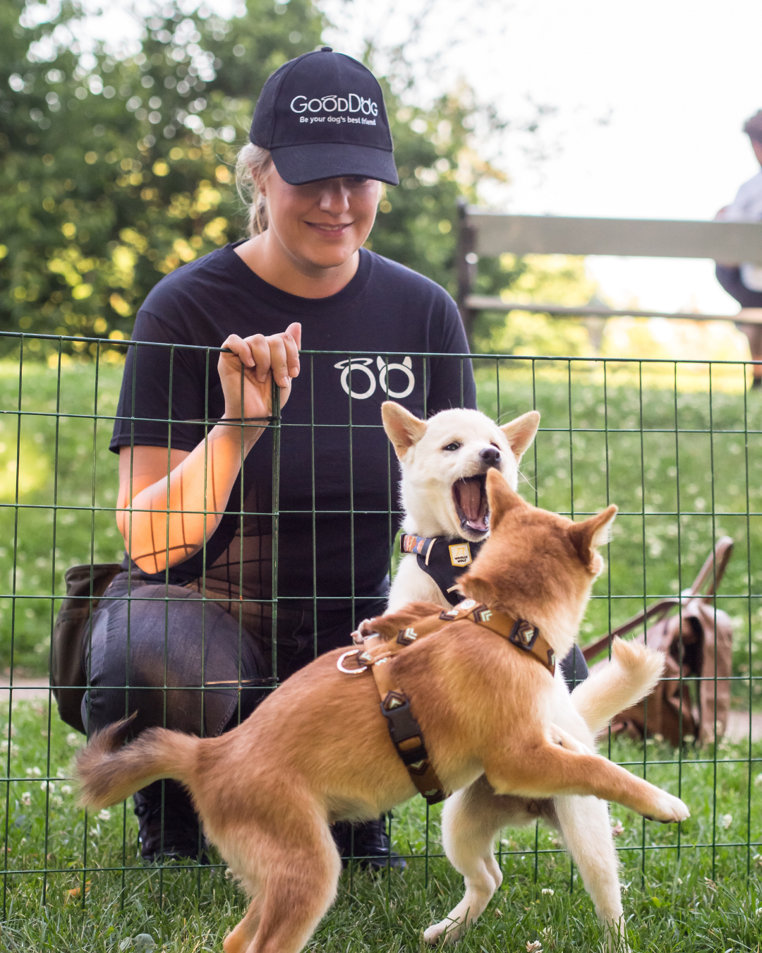 Bilde av kvinne og to hunder som leker