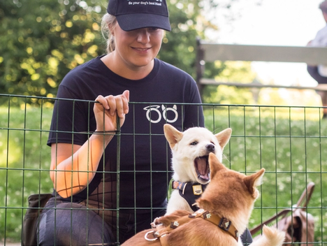 Bilde av kvinne og to hunder som leker