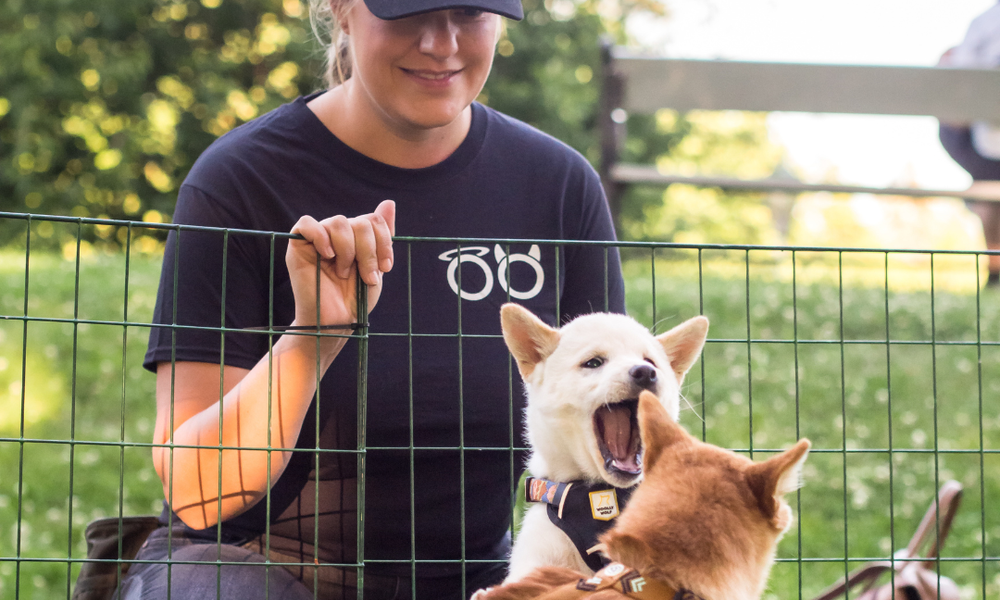 Bilde av kvinne og to hunder som leker