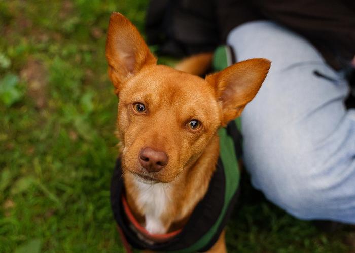 Bilde av brun hund med kvikt blikk som ser inn i kameraet.