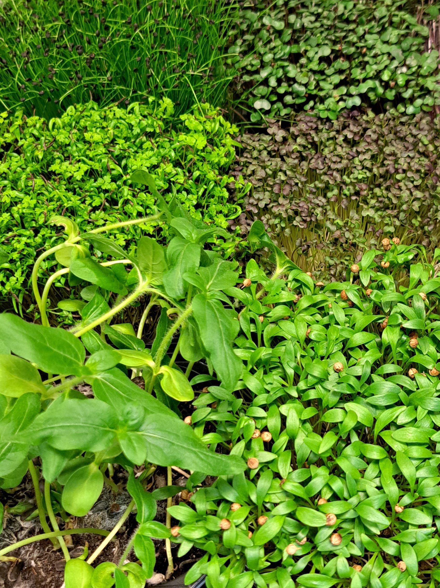 Bilde av microgreens 