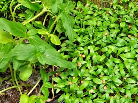 Bilde av microgreens
