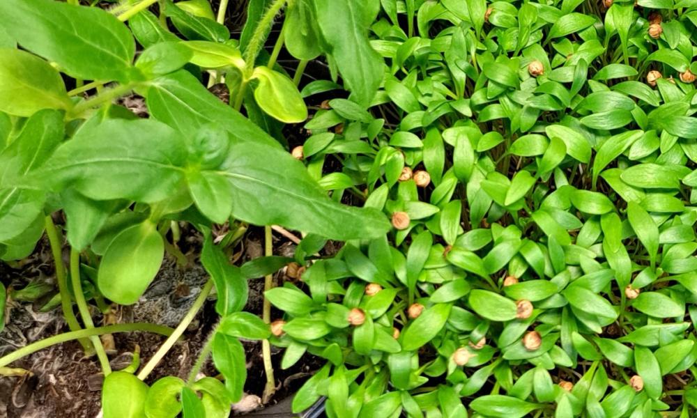 Bilde av microgreens