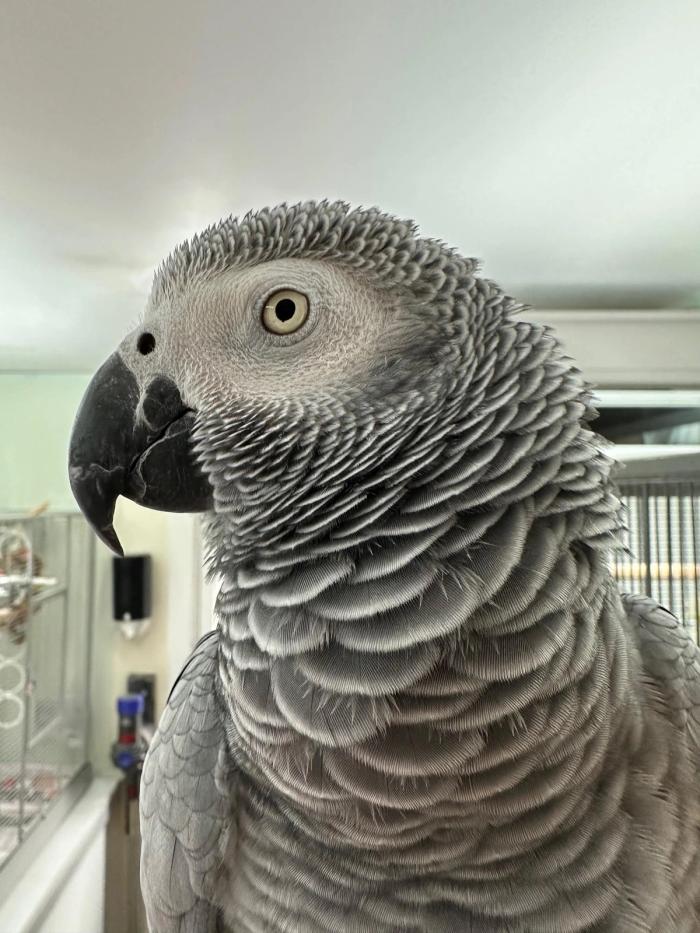 Bilde av en grå papegøye