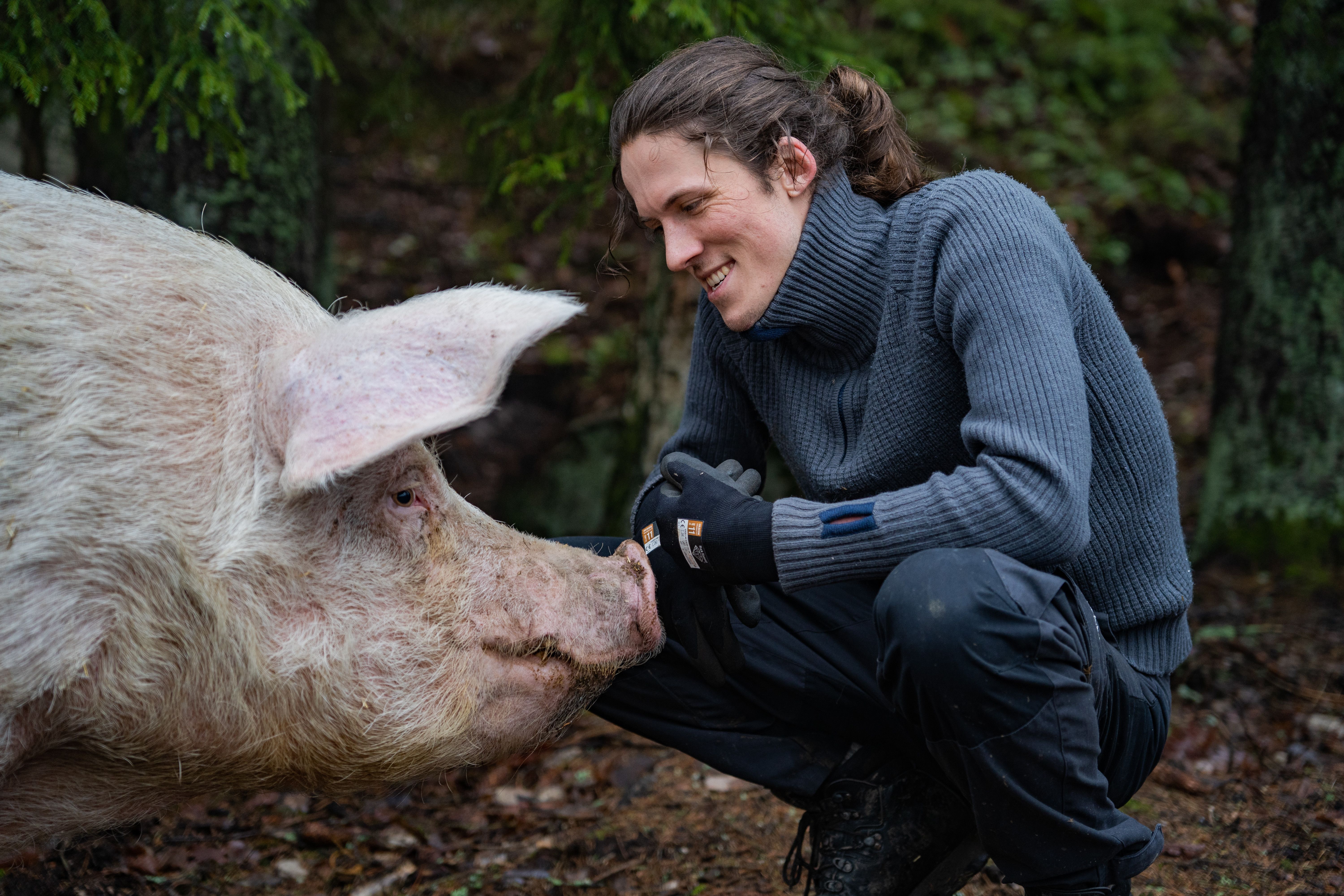 Bilde av Tor som hilser på en gris