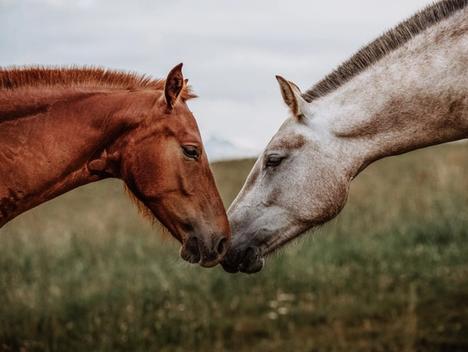 Bilde av en hvit og en brun hest