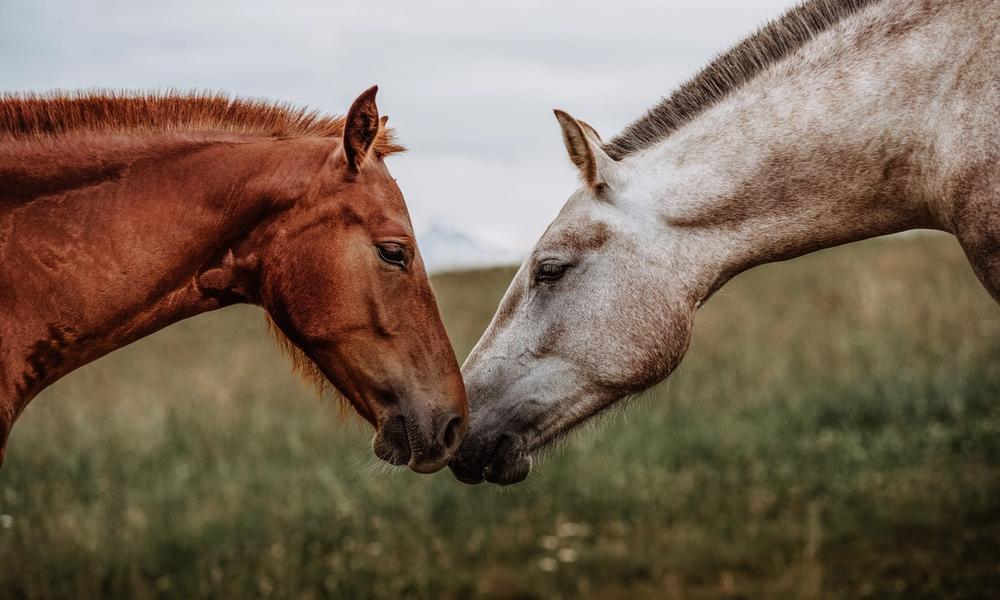 Bilde av en hvit og en brun hest