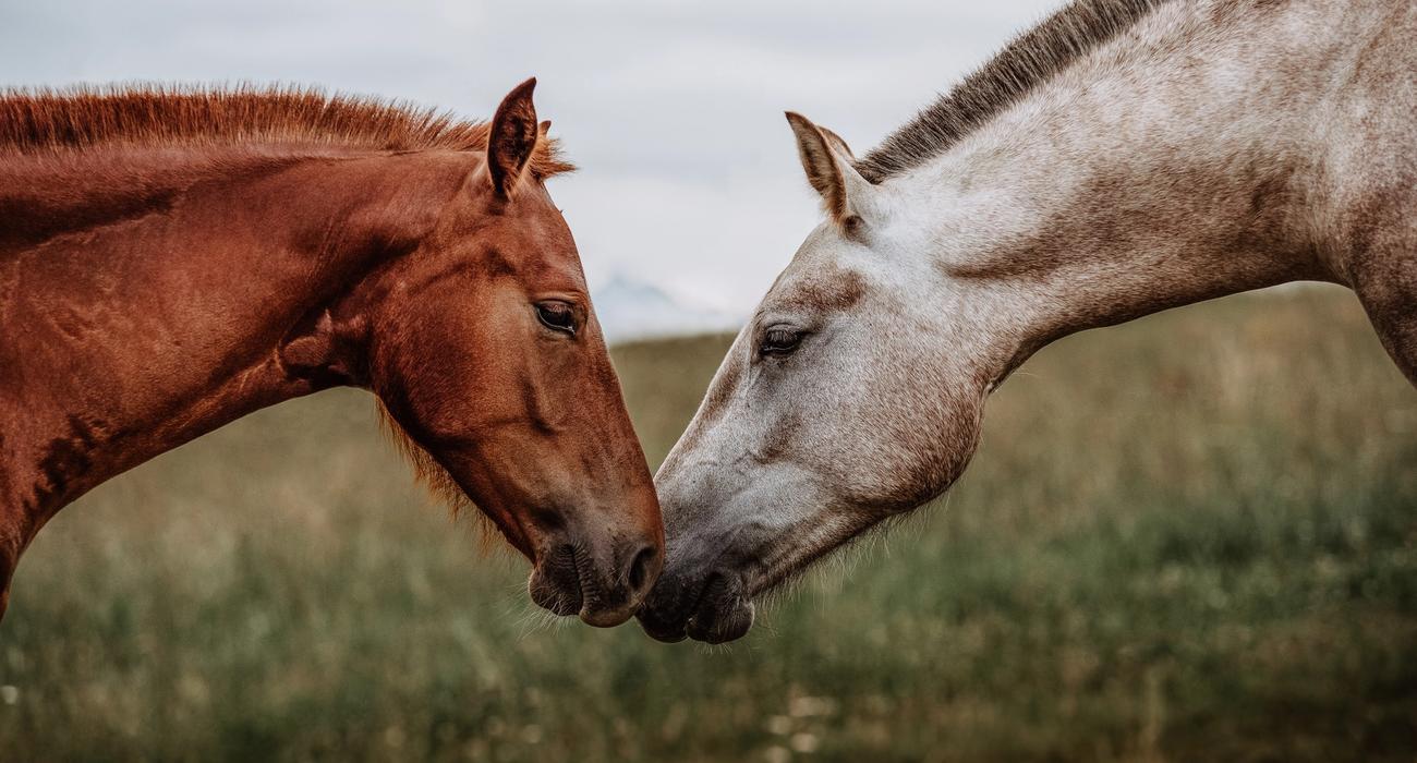 Bilde av en hvit og en brun hest