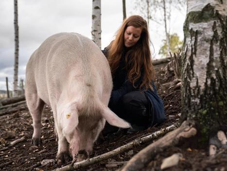 Norun Haugen koser med en gris