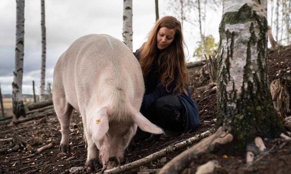 Norun Haugen koser med en gris