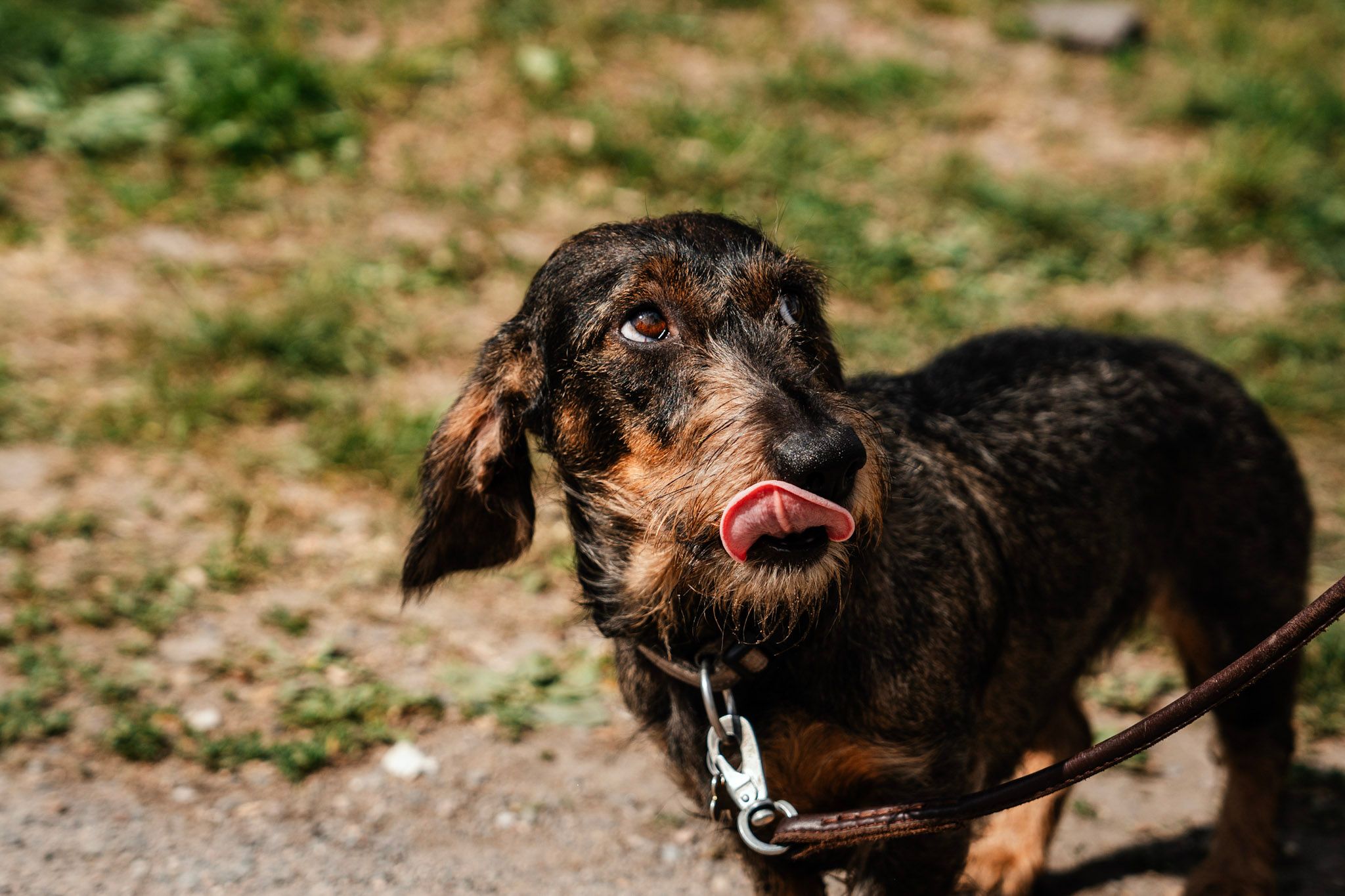 Bilde av hund 