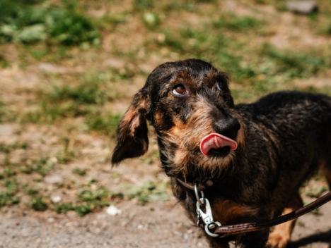 Bilde av hund