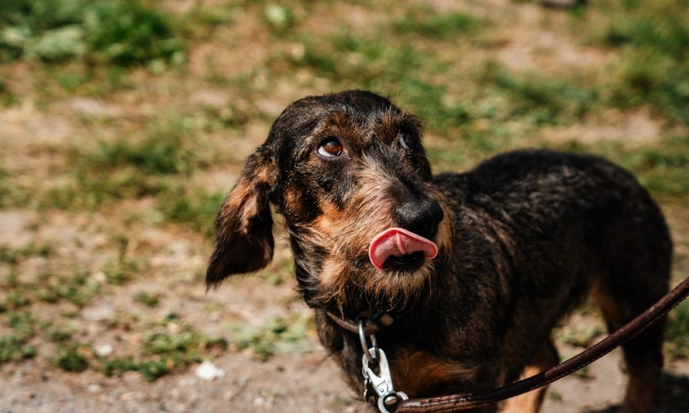 Bilde av hund