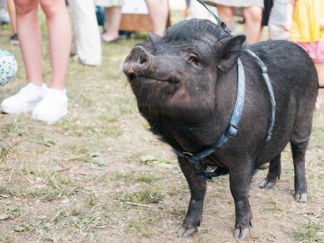 Grisen Helmer på Oslo Vegetarfestival