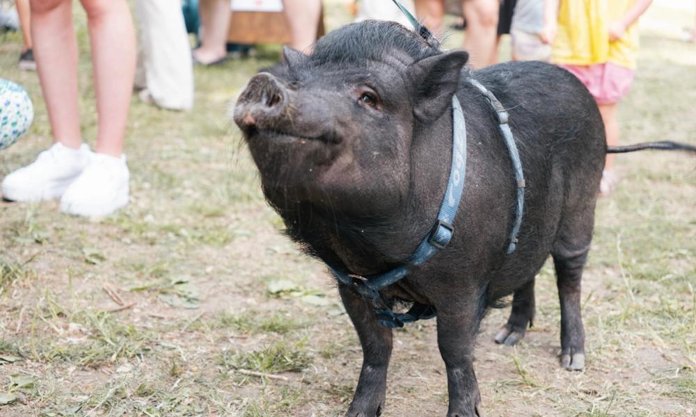 Grisen Helmer på Oslo Vegetarfestival