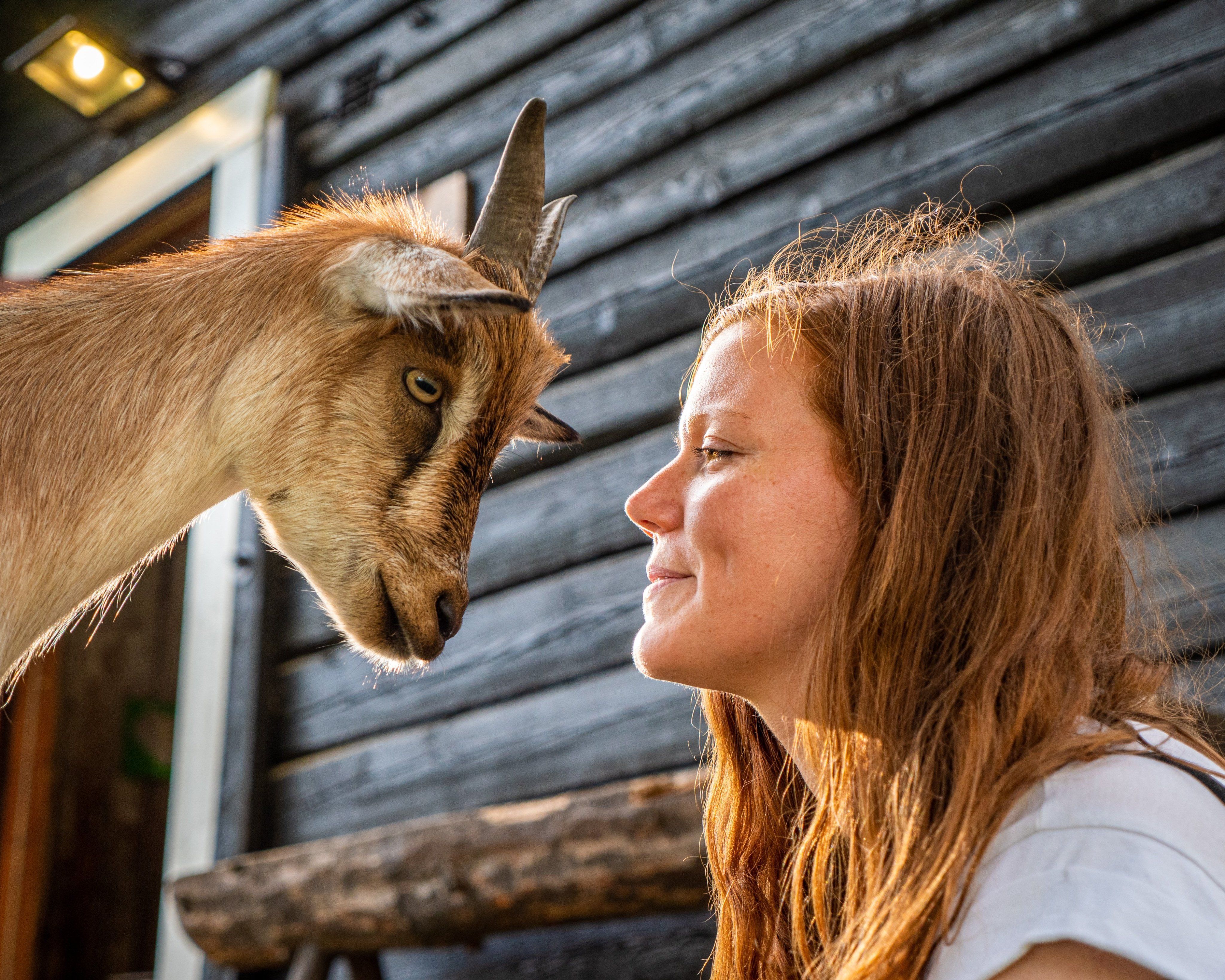 Norun Haugen med en geit