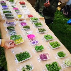 Utvalg av urter og blomster på marked