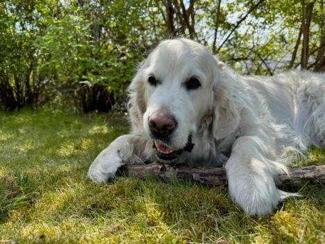 En hund holder en pinne på bakken