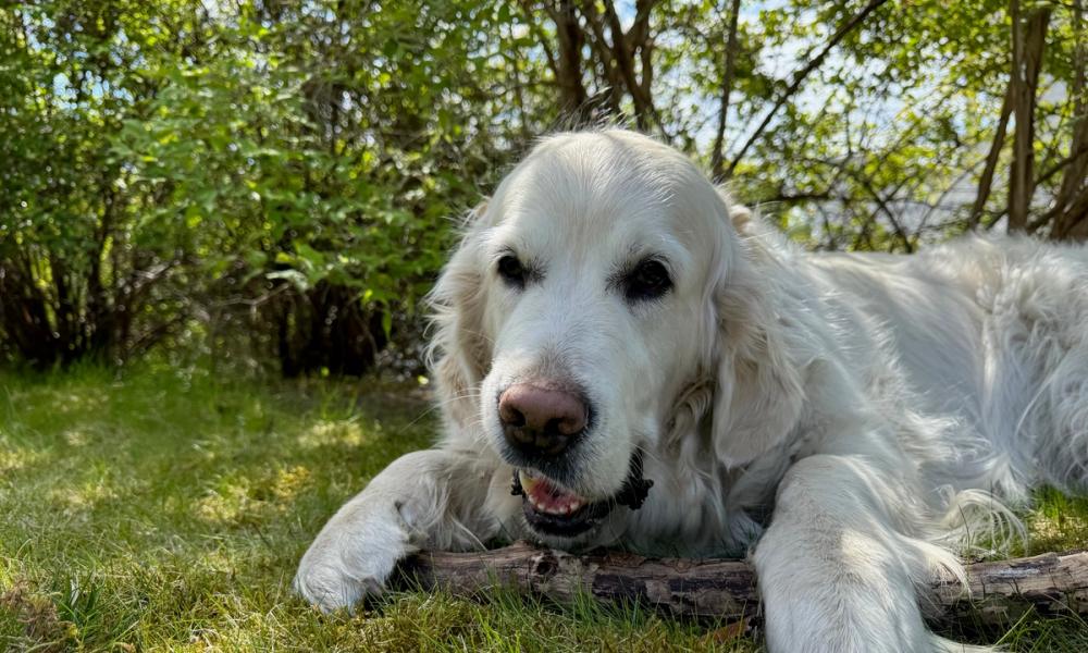 En hund holder en pinne på bakken
