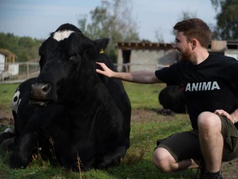 Bilde av et medlem i Anima som koser med en ku