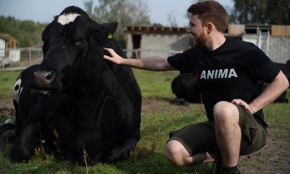 Bilde av et medlem i Anima som koser med en ku