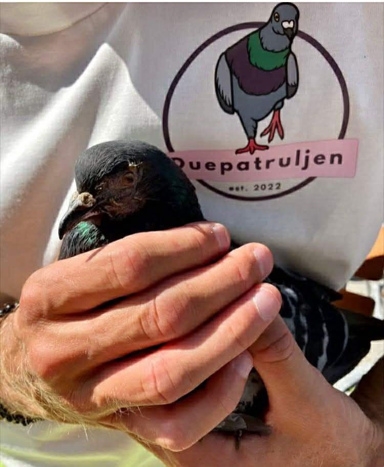 Bilde av en due som blir holdt